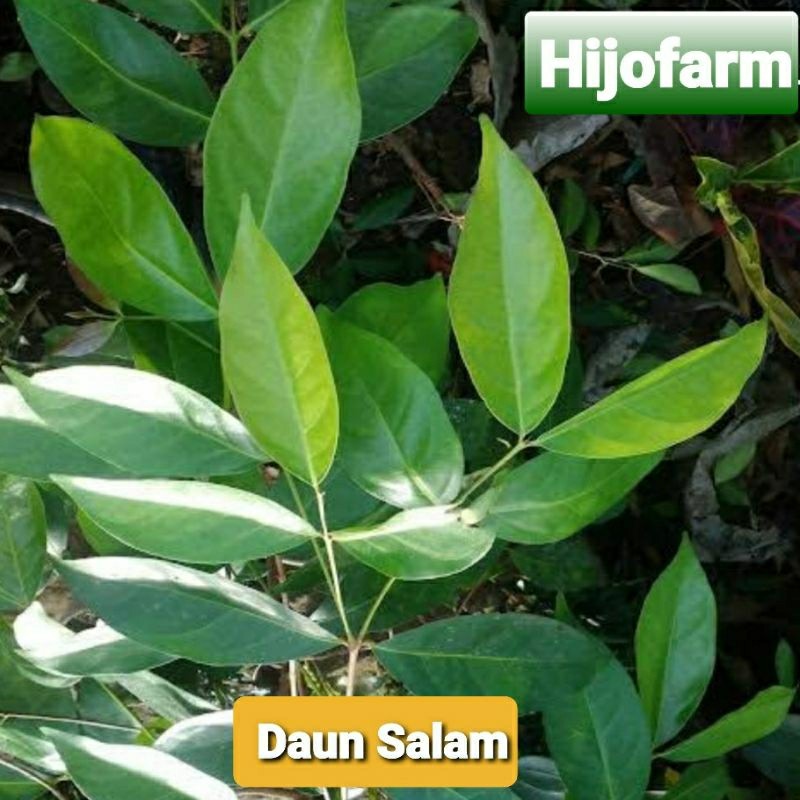 

Daun Salam Segar 100 Gr