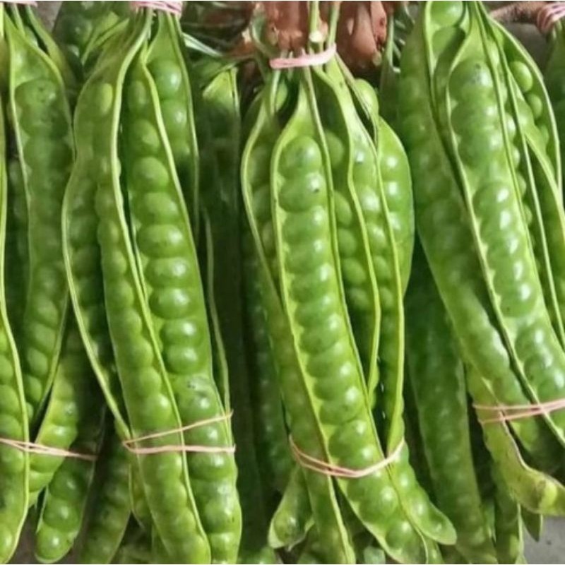 

TEBUS MURAH pete super/papan/lonjor