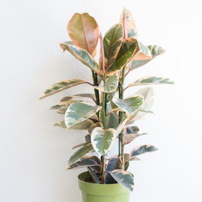 pohon karet kebo varigata /ficus elastis varigata