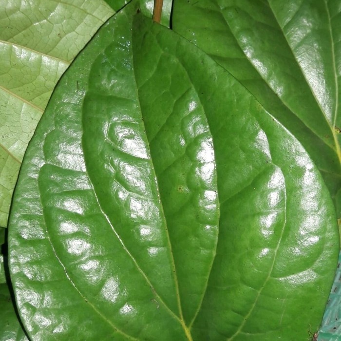 

SAHABATANI Ready DAUN sirih hijau Segar 250 gram fresh