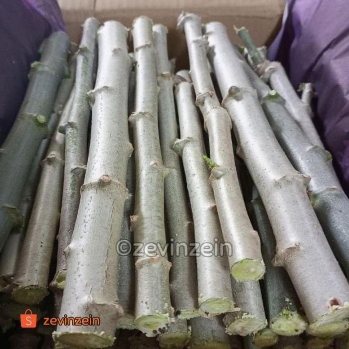 Bibit Stek Singkong Sayur Daun Sempit / Singkong Arab