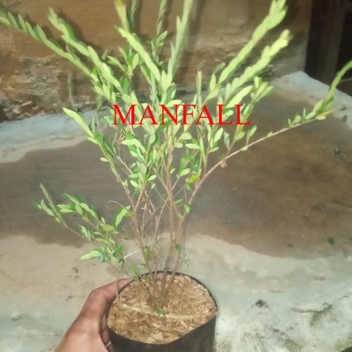 tanaman cendrawasih pohon cendrawasih