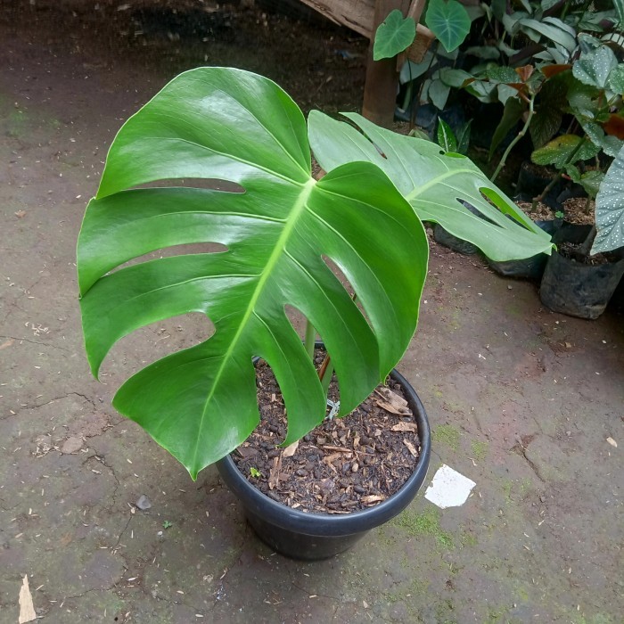 monstera king (anakan)