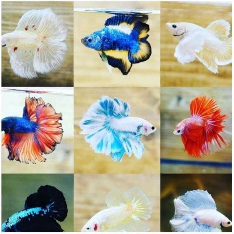 

stiker akuarium..Cupang HALFMOON.. 100 ekr. GARANSI 100% sekalimantan TGATK