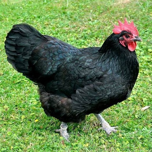 

Fertil Telur ayam black australorp fertil asli siap ditetaskan