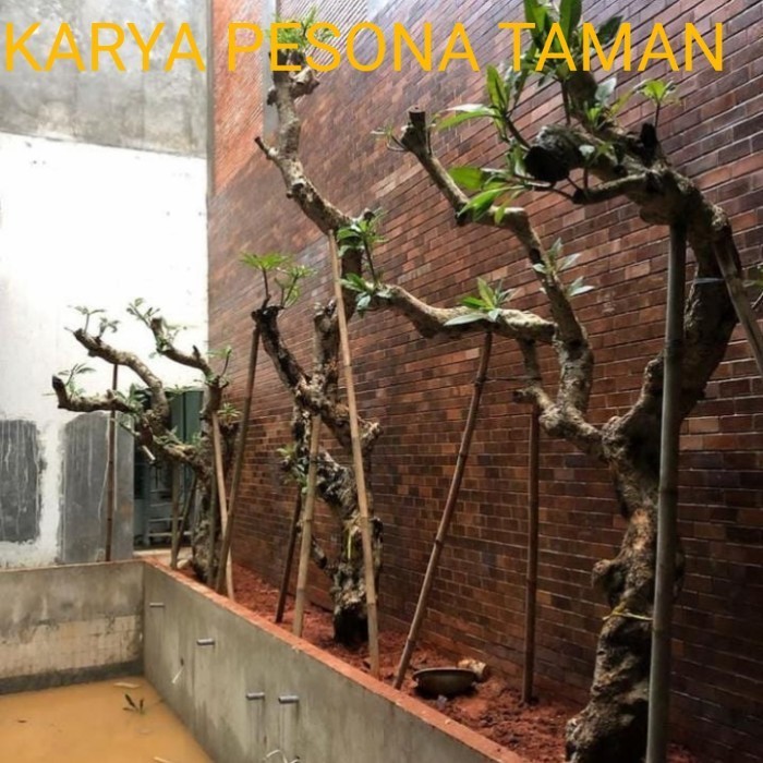 Tanaman Kamboja Pohon Kamboja Fosil