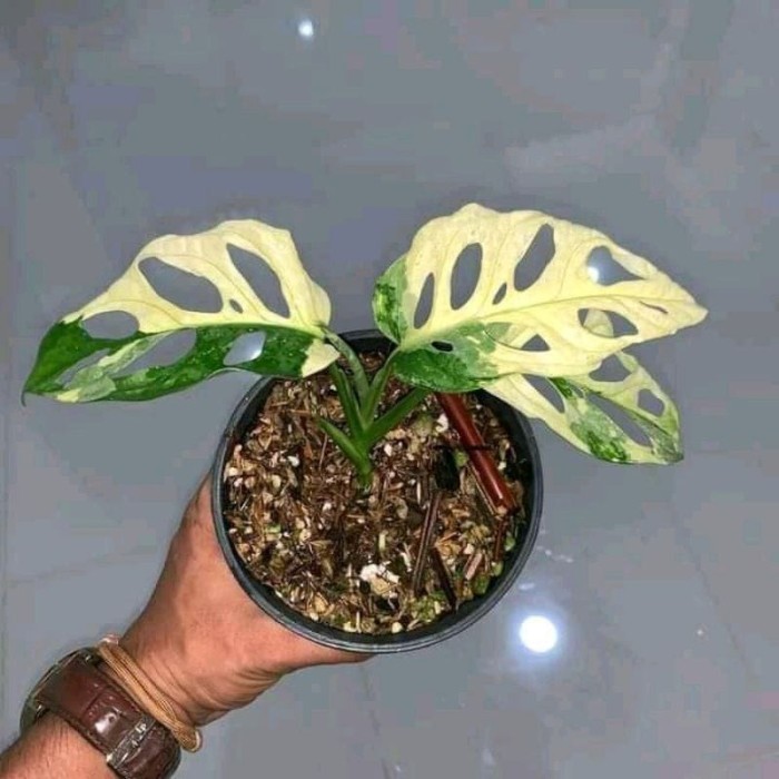 janda bolong varigata