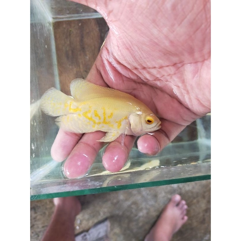 OSCAR  BATIK & OSCAR ALBINO  REAL SIZE -+2 JARI