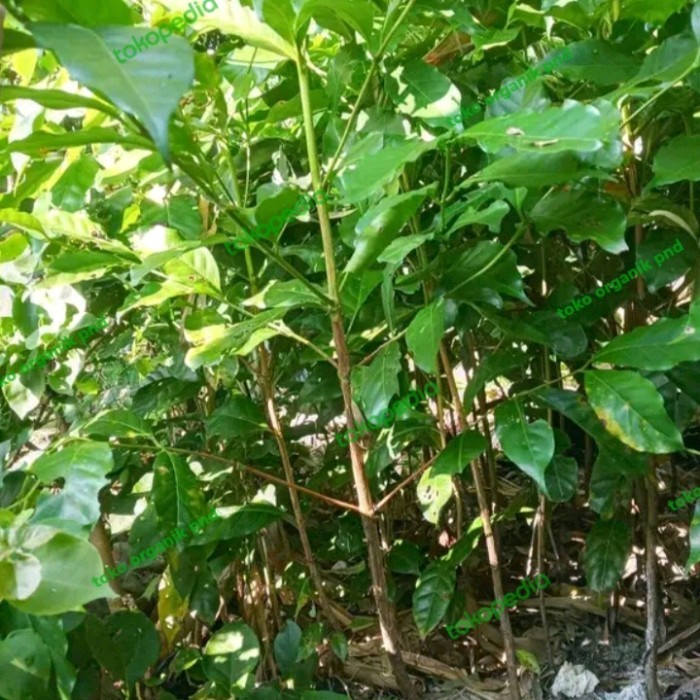 bibit kopi robusta 1M up // coffe //kopi robusta //tanam kopi robusta