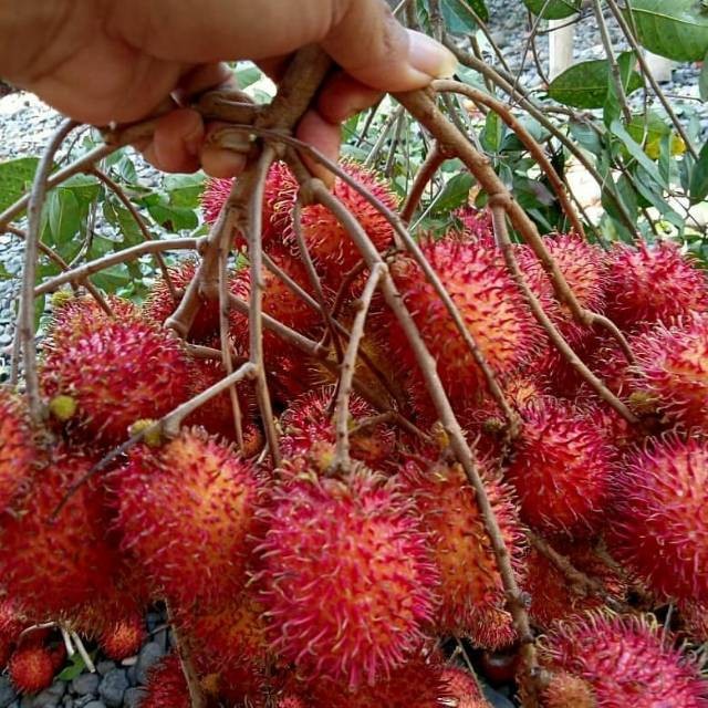 Bibit pohon rambutan Bangkok kalimantan cangkok