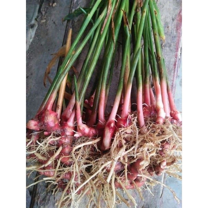 Bibit jahe merah super unggu/bibit jahe merah emprit siap tanam