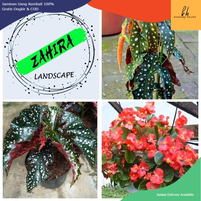 PROMO Paket 3 Tanaman Hias Begonia - 3 Jenis Begonia - Tanaman Indoor
