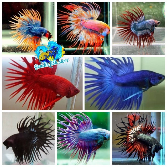 cupang sepasang / cupang serit crowntail sepasang siap Tankmate