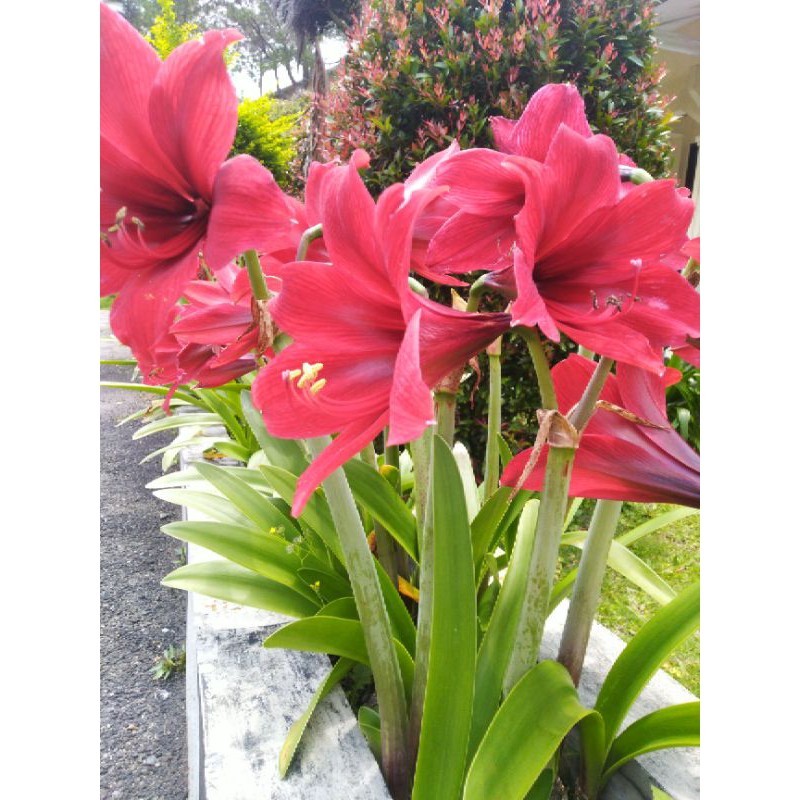 UMBI bakung JUMBO / UMBI Amarilis / Bunga bakung merah / Amarilis / Bunga bakung