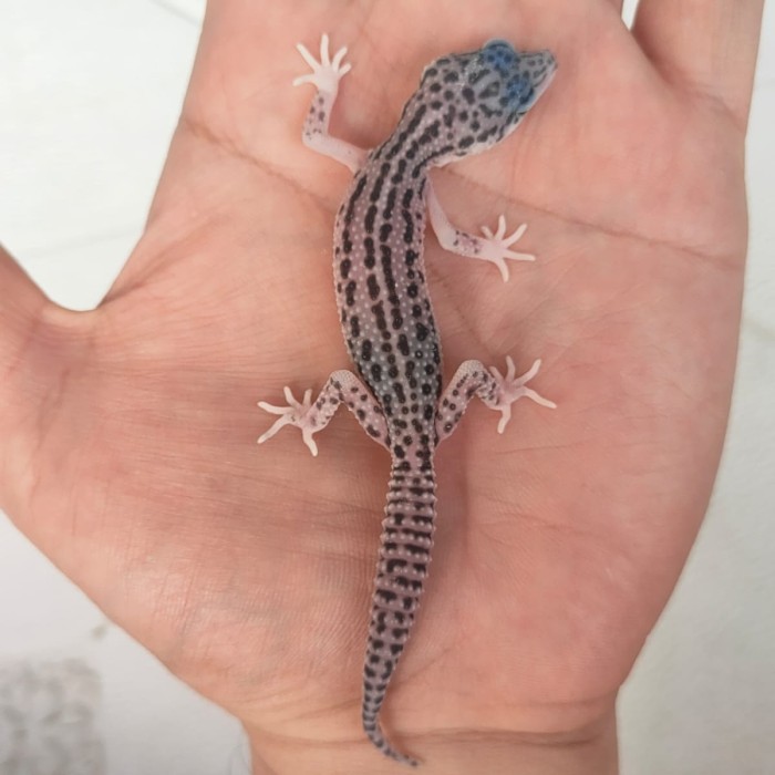 SALE -Leopard Gecko Super snow suka senyum
