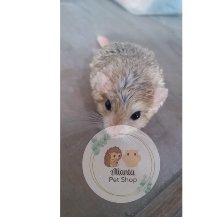 SALE -Gerbil Fat Tail - Anakan - Jantan
