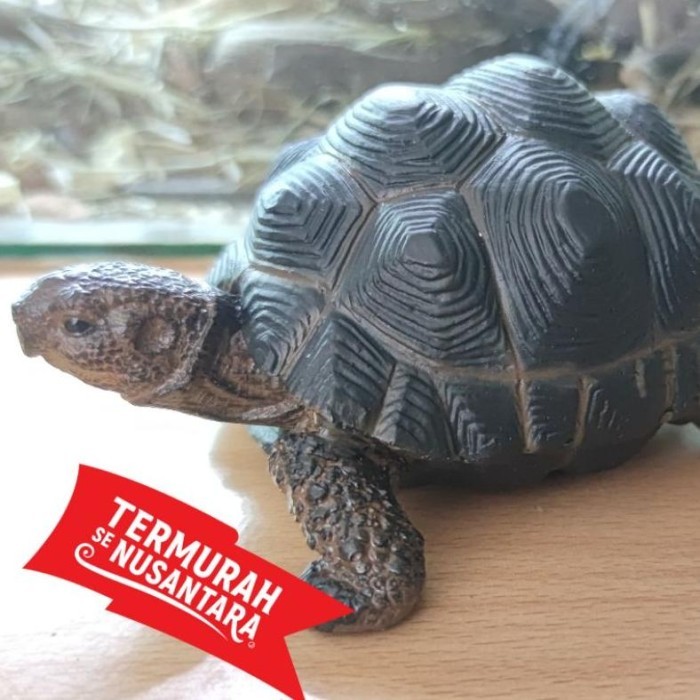 SALE -original kura kura darat aldabra tortoise / display replika tortoise