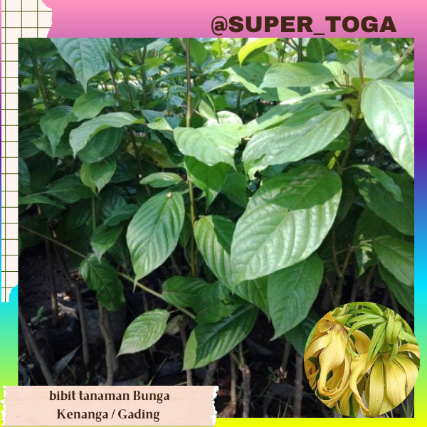 promo bibit Kenanga cepat berbunga siap tanam tanaman kenanga tanaman gading// bibit kantil bibit bu