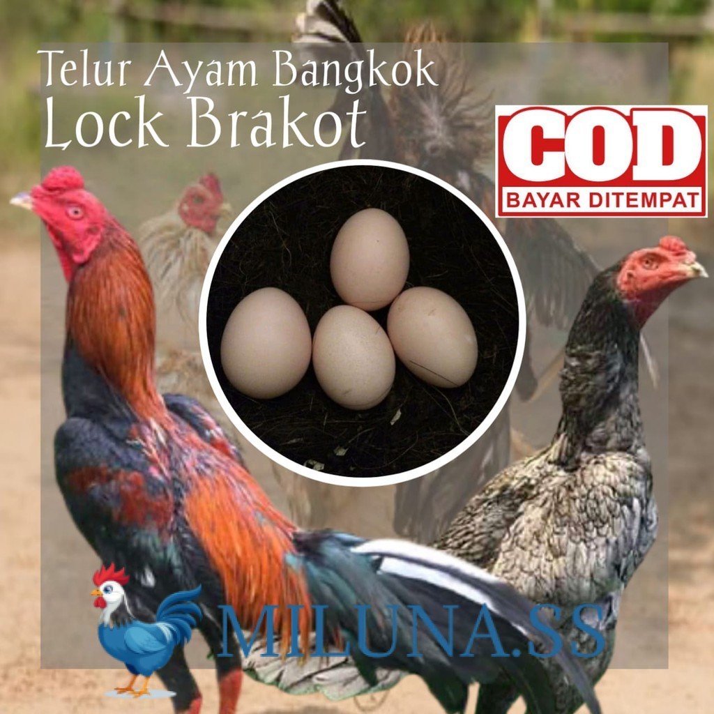 

FERTIL TELUR AYAM BERAKOT UNTUK DINTETASKAN