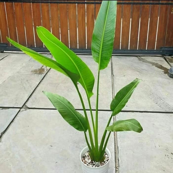 Tanaman hias pisang kipas - tanaman hias pisang kipas