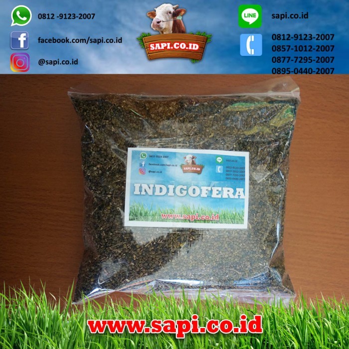 Bibit Indigofera 1 Kg
