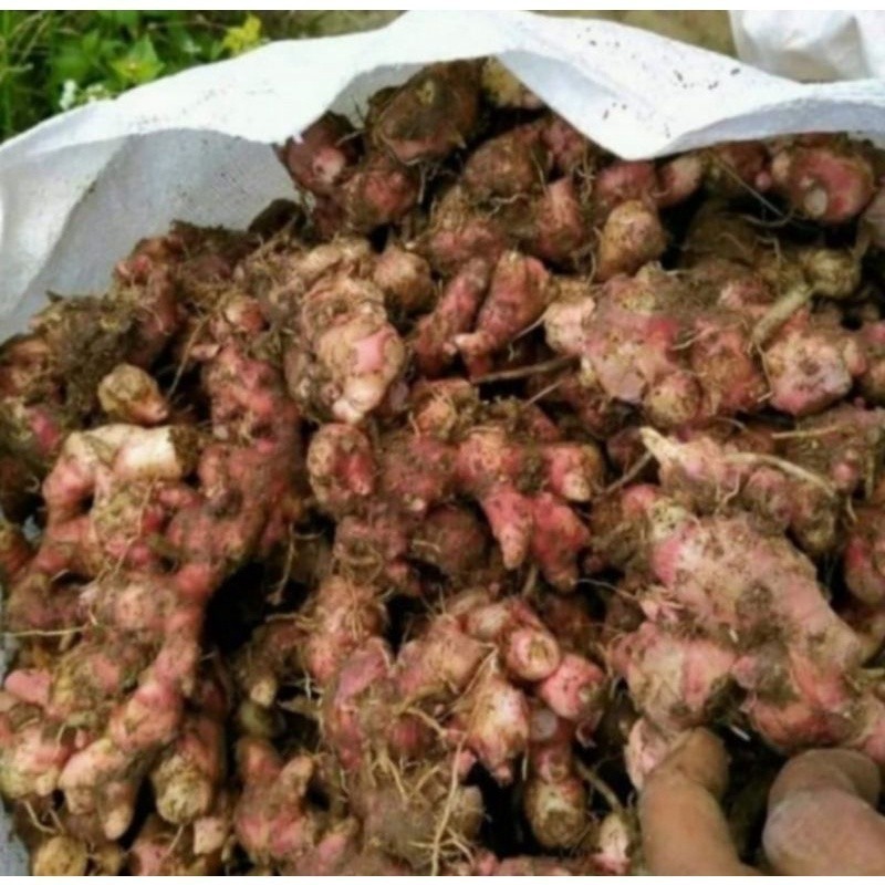 

Promo Jahe Merah Segar Jahe Merah Fresh 1 kg