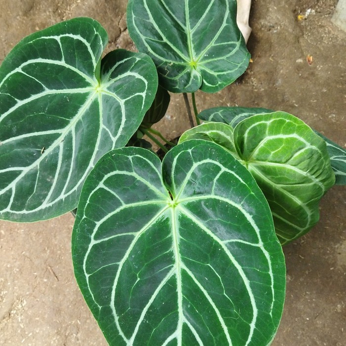 New anthurium kuping gajah hybrid daun besar