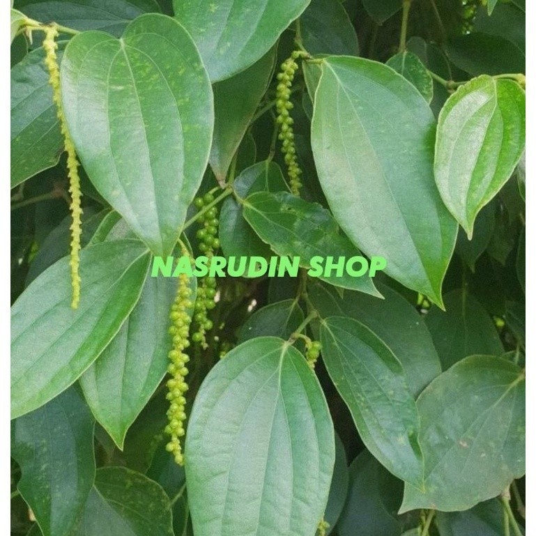 

HalimunHerbal DAUN LADA SEGAR LANGSUNG PETIK | DAUN MERICA PEDAS LAJA TERBAIK Promo Termurah Terlaris