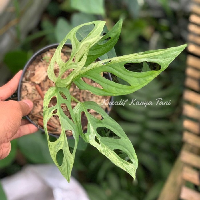 ( PROMO ) Tanaman hias janda bolong varigata lokal - Janda bolong varigata