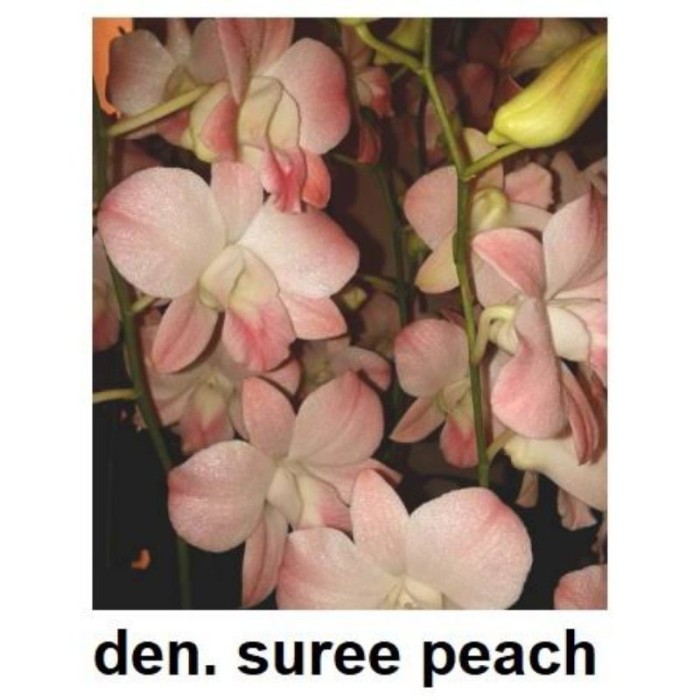 anggrek dendrobium sure peach berbunga /sepike/kenop serumpun