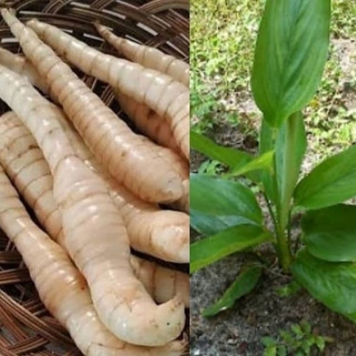 

umbi garut segar tarigu menjual umbi Garut press 1kg