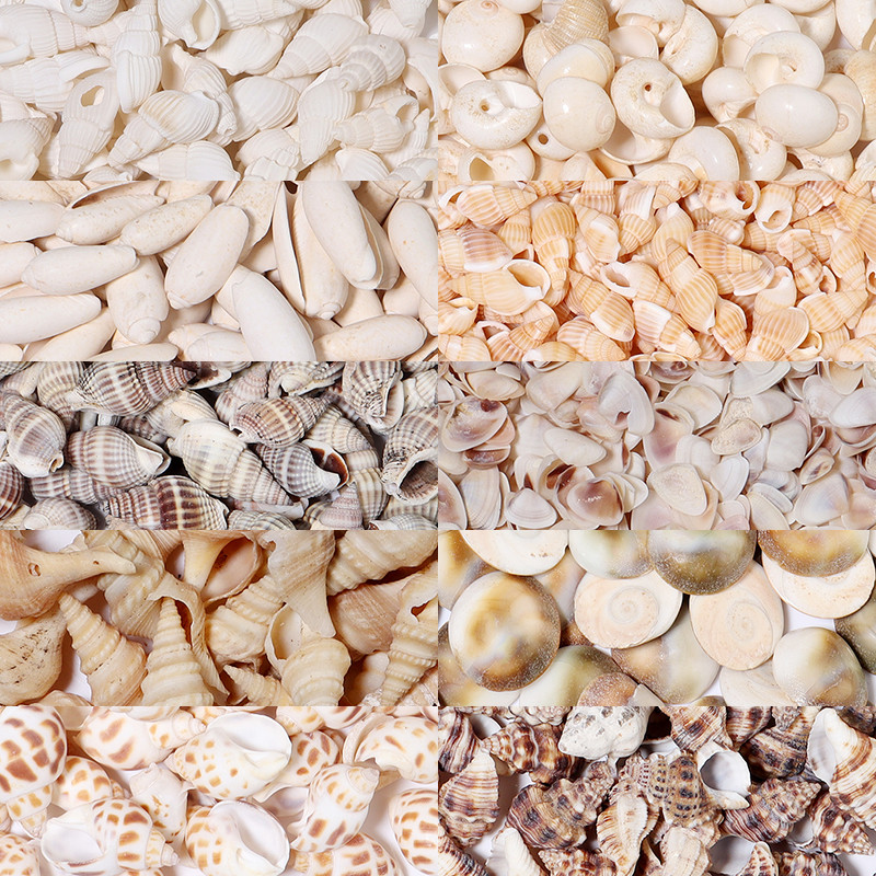 

1Box Mixed Conch Beads Shell Beads Undrilled Ocean Series Beads For Jewelry Making DIY Accessories Wedding Beach Decoration