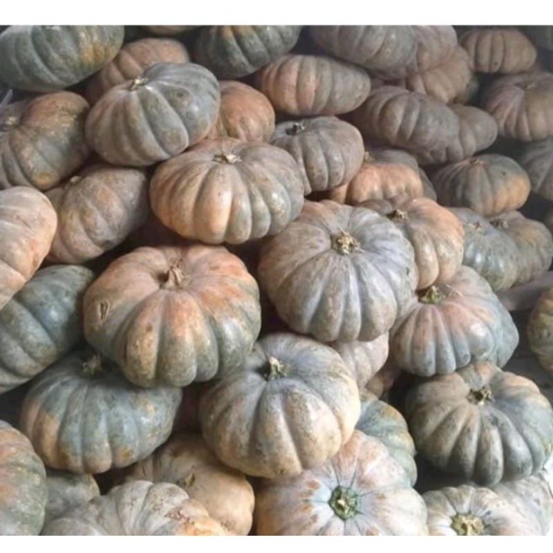 

labu kuning 1 buah berat 2,5kg-3kg