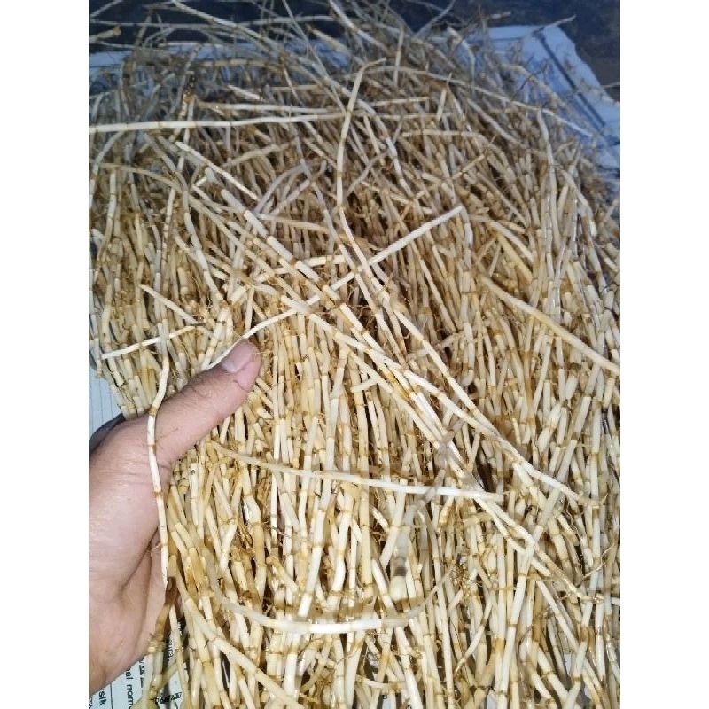 

JUAL AKAR ALANG ALANG - ILANG ILANG SEGAR 500 GRAM .