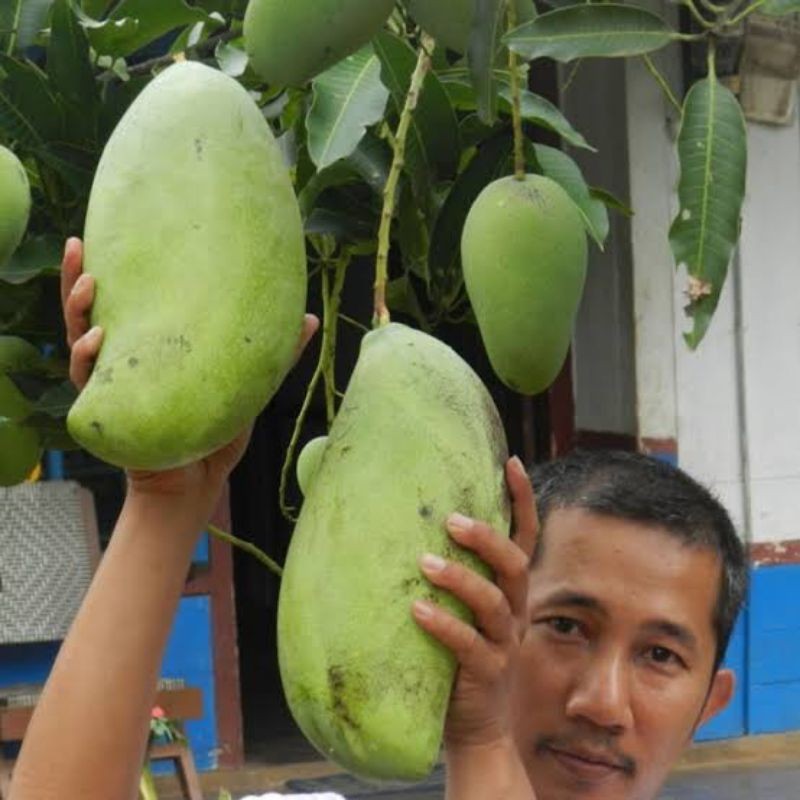 BIBIT MANGGA MAHATIR SUPER JUMBO