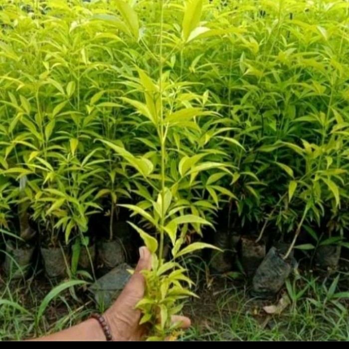 COD Bibit Kayu Cendana/ Bibit Pohon Cendana Ntt Kualitas Unggul Terlaris