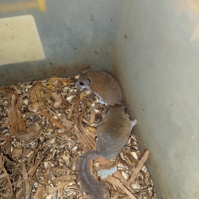 SALE -african pigmy dormice hamster
