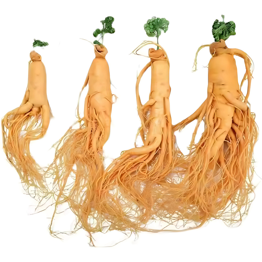 Ginseng Segar Kemasan Vakum / Ginseng Asli / Ginseng Merah / Ginseng Korea
