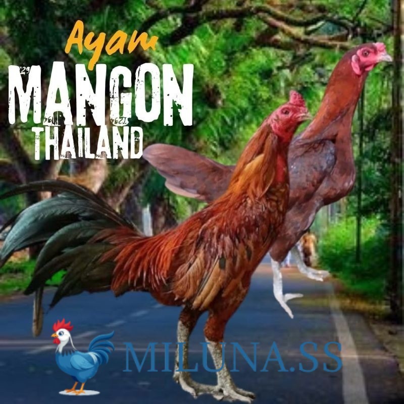 

FERTIL TELUR TETAS telur ayam mangon Ori Thailand petarung bisa untuk di tetaskan