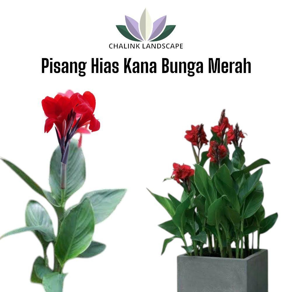 Tanaman Pisang Hias Kana / Pisang Kana bunga merah / Tanaman Pisang pisangan / Kalatea Pisang pisang