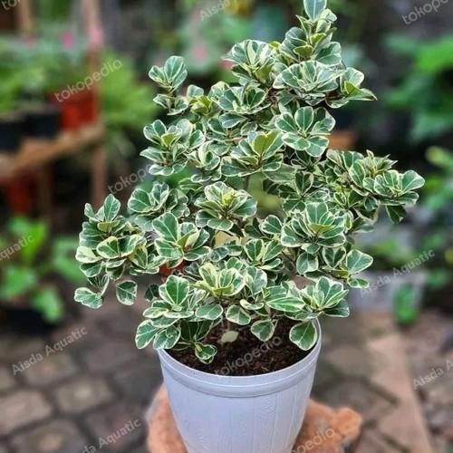 Bibit Tanaman Bonsai Beringin Korea Variegata / Tanaman hias beringin Variegata
