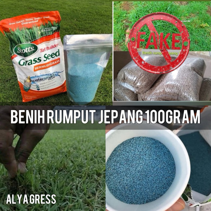 100gram benih rumput jepang -bibit rumput jepang original