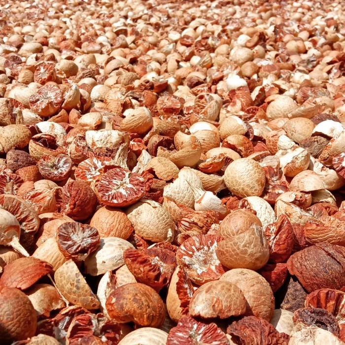 

Asli KUKURING Pinang kering belah dua 1kg kualitas super TS