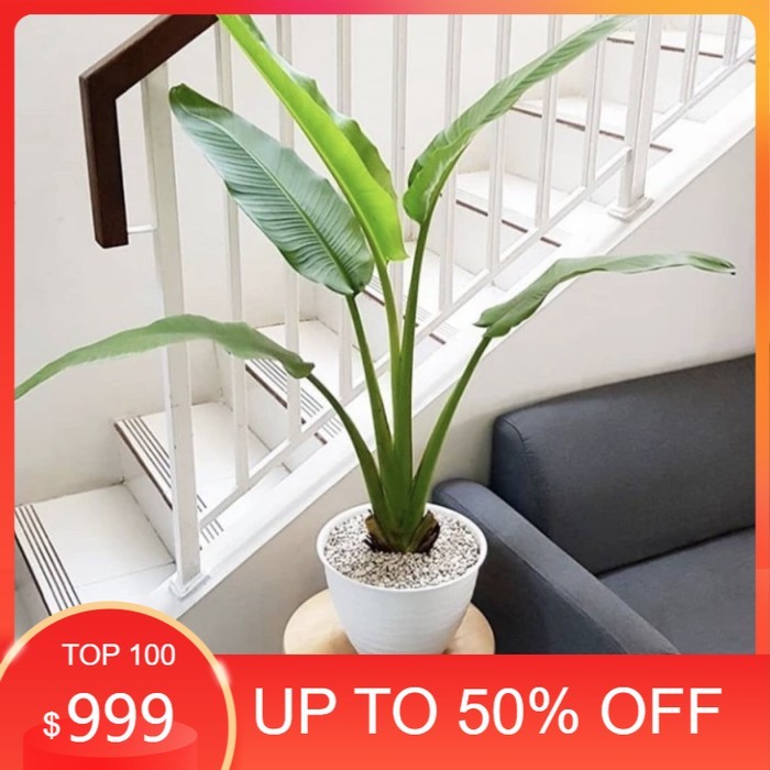 TERMURAH! Tanaman hias pisang kipas 1meter - tanaman pisang kipas