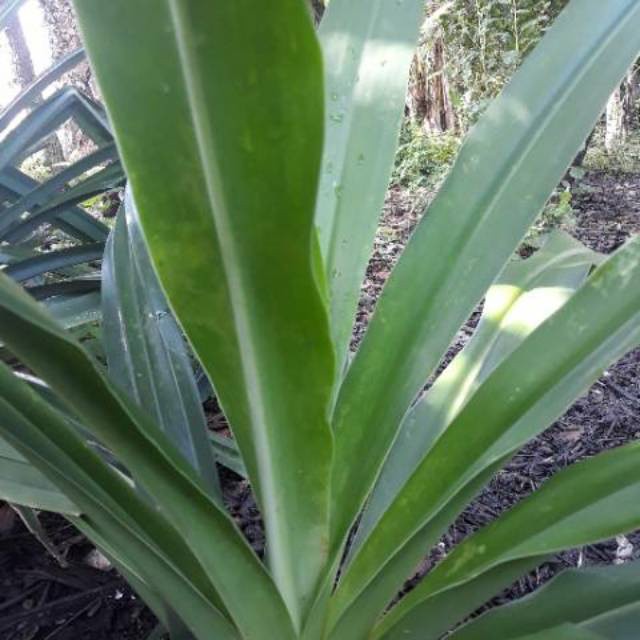 

Daun bakung organik baru petik segar 500grm