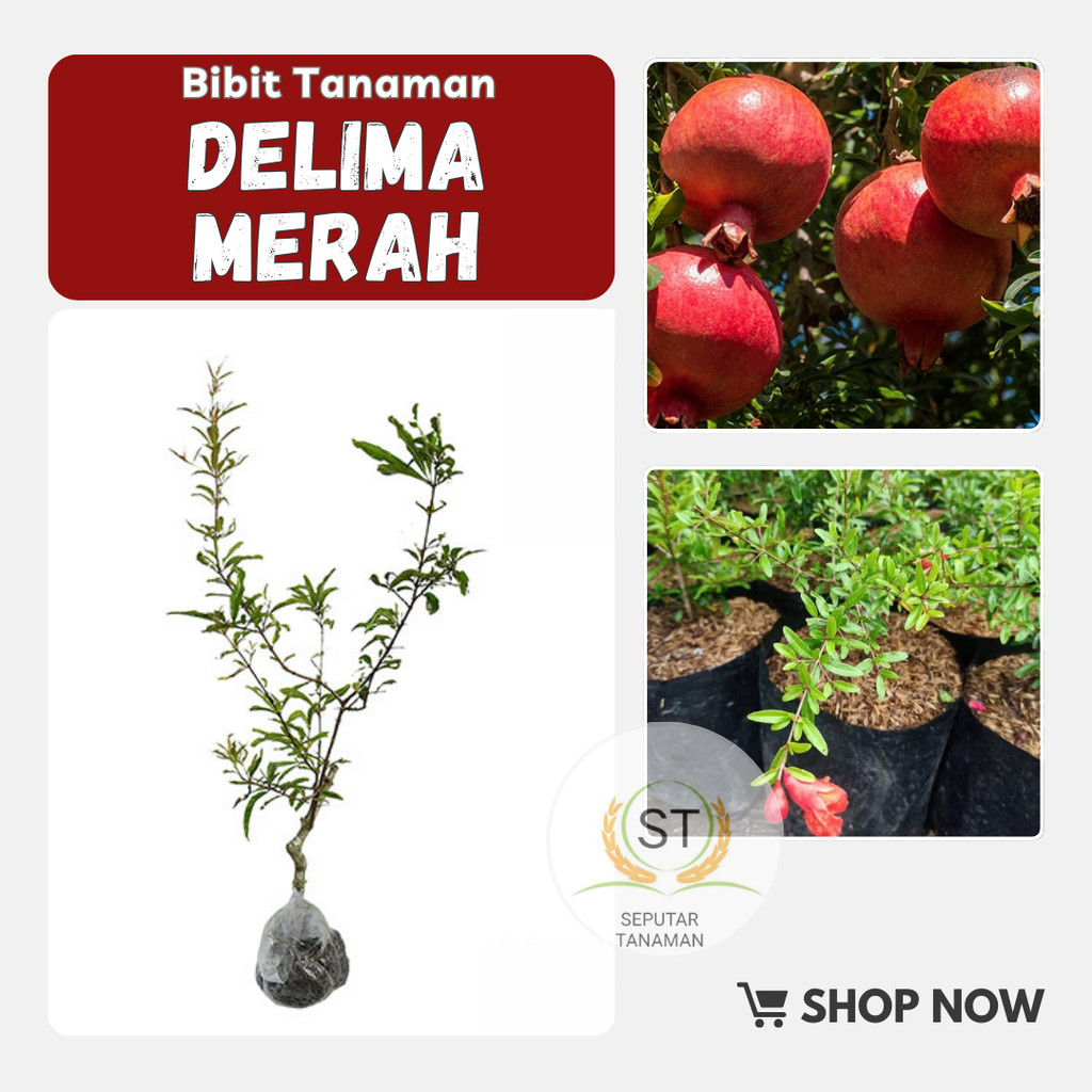 BIBIT BUAH DELIMA MERAH BERBUNGA (RED RUBBY) SPANYOL BIJI LUNAK