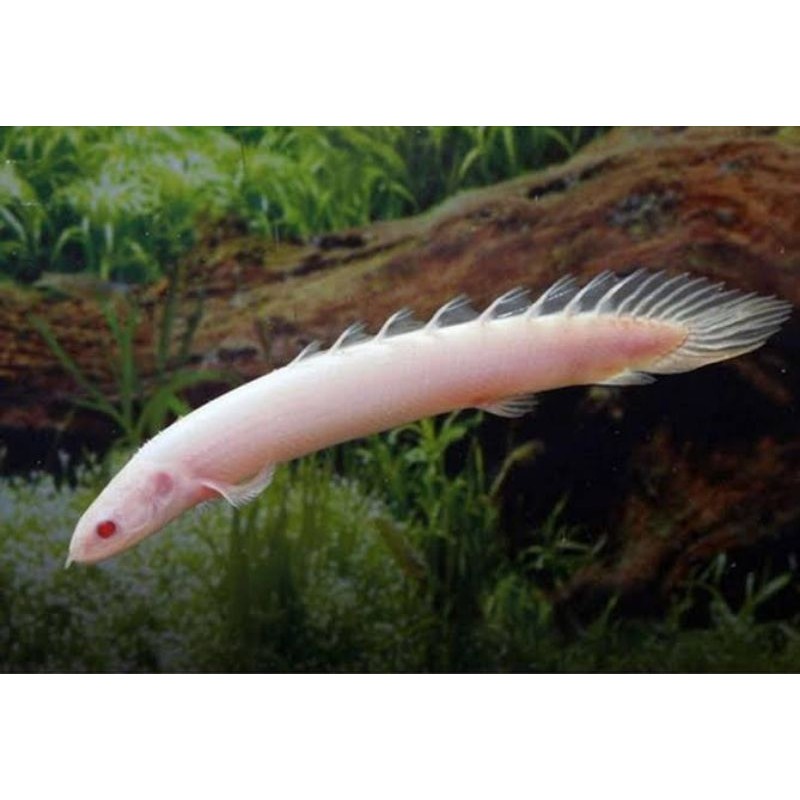 Ikan Palmas - Ikan Hias Palmas - Ikan Hias air tawar- ikan hias palmas albino