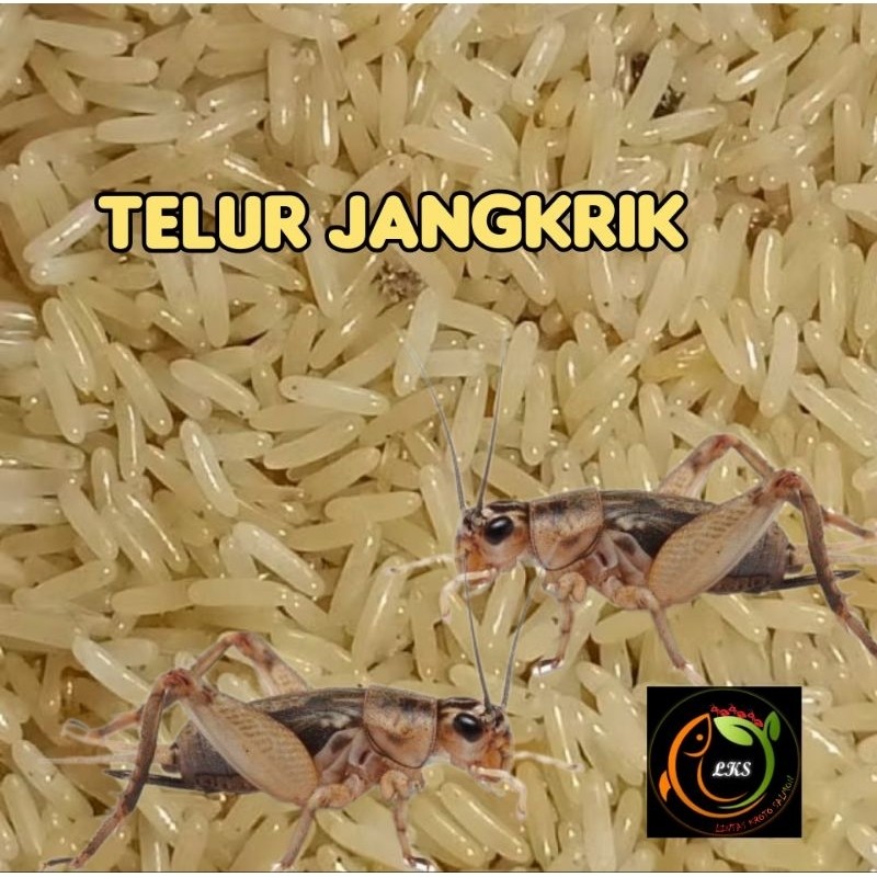 Telur Jangkrik Super Madu Alam