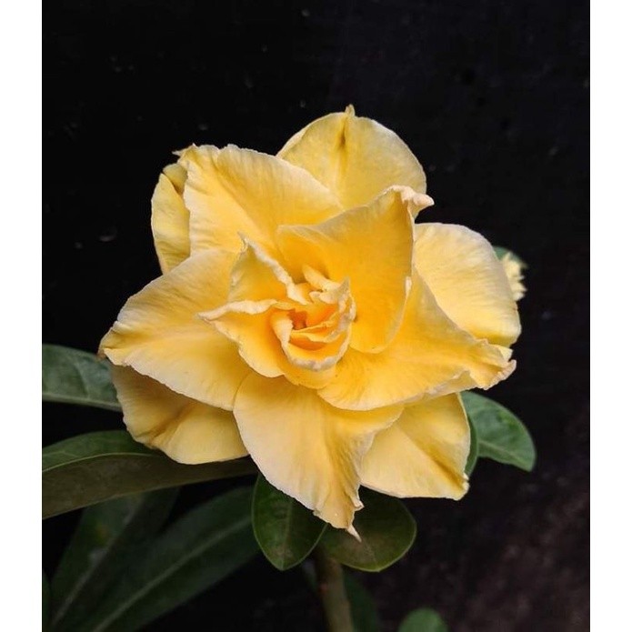 Adenium bunga tumpuk kembang kuning-adenium bonggol besar-kamboja jepang arabicum-bunga adenium-tana