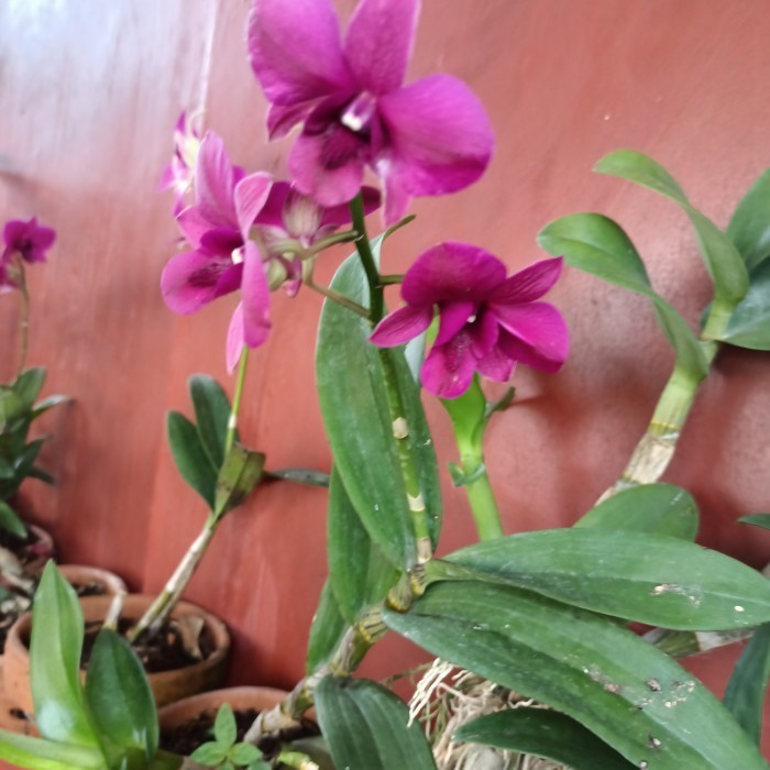 anggrek dendrobium sudah berbunga kenop Spike/berbunga